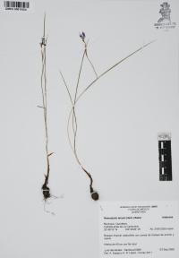 Nemastylis tenuis image